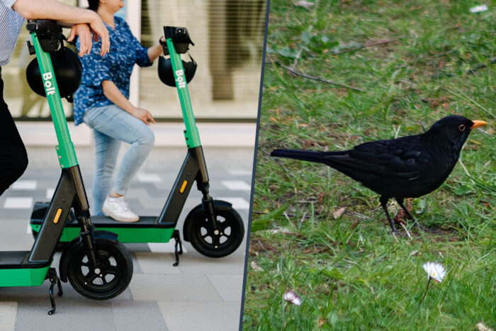 Bolt amsel